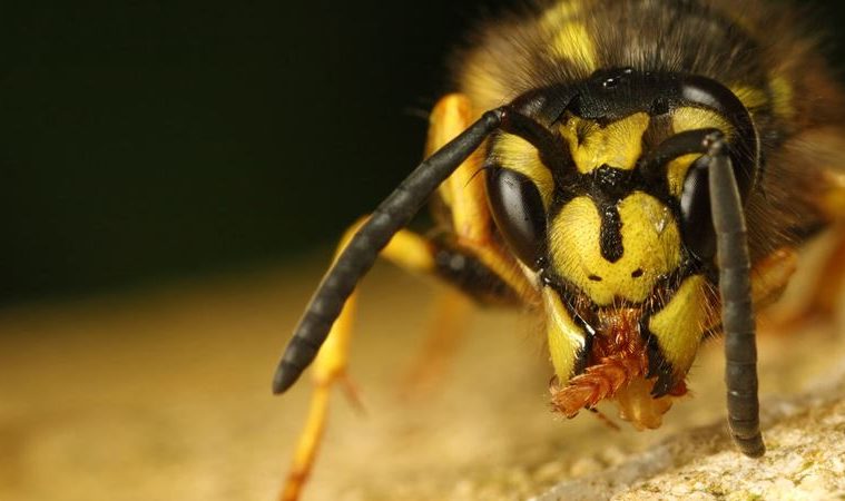 10 Strategies To Get Rid Of Yellow Jackets | iGetRid