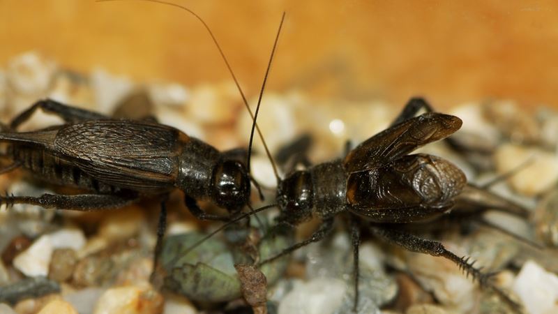 10 Ways on How to Get Rid of Crickets iGetRid