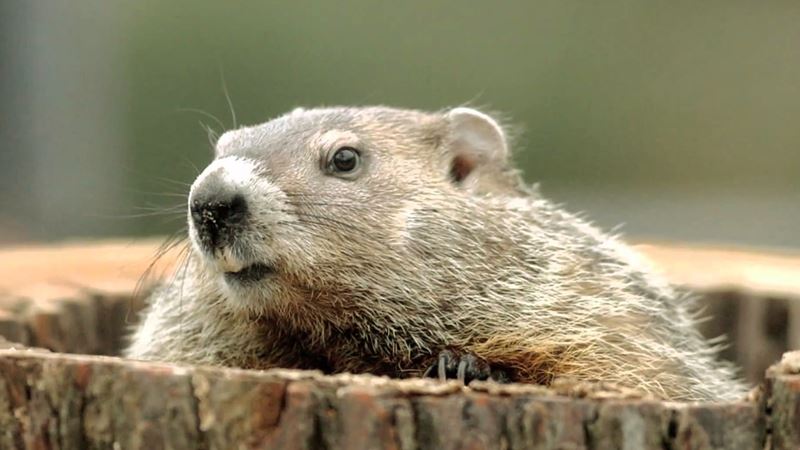 get rid of groundhogs