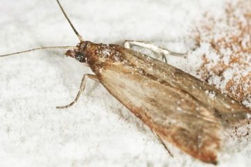 10 Ways How to Get Rid of Pantry Moths