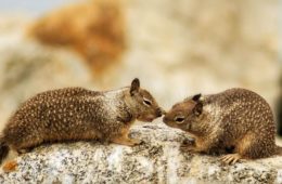 5 Most Humane Ways on How to Get Rid of Ground Squirrels