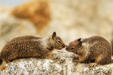 5 Most Humane Ways on How to Get Rid of Ground Squirrels