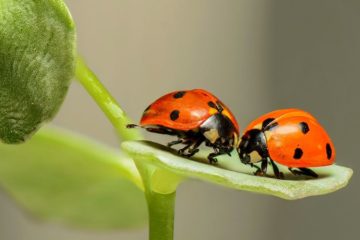 how to get rid of asian beetles