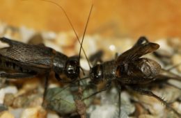 how to get rid of crickets