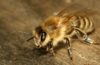 how to get rid of ground bees