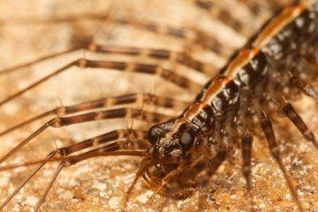how to get rid of house centipedes