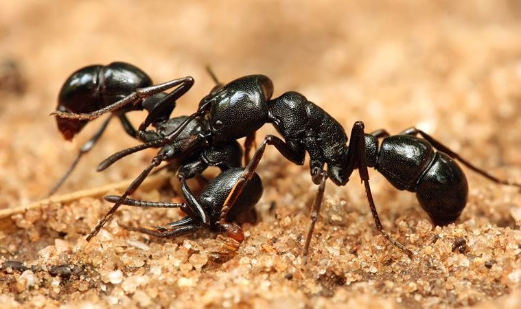 how to get rids of ants in the kitchen